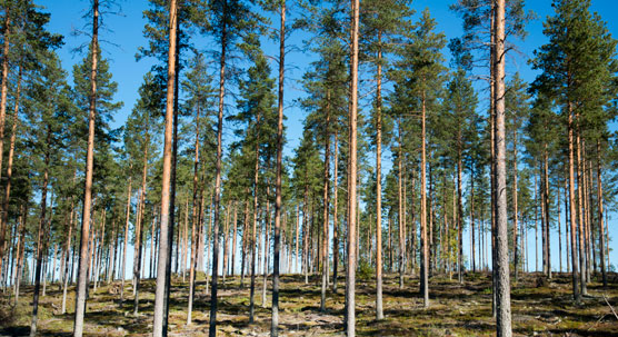 Talousmetsä